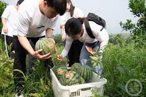重庆南岸吃瓜事件视频,一场引发热议的街头冲突瞬间