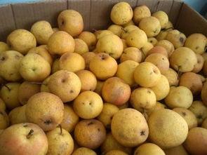 梨瓜软了可以吃吗视频