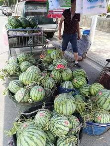 福建水院吃瓜事件视频全集,视频揭秘校园风云录