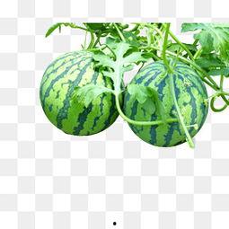 吃麒麟瓜素材视频,视频揭秘神秘果实之谜