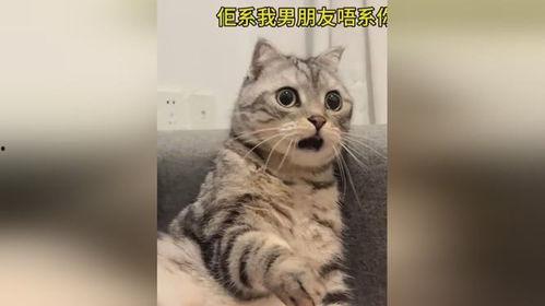 猫咪吃瓜表情惊讶视频下载,萌态可掬，萌翻网友