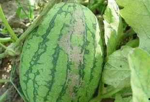 吃灰瓜的危害视频讲解大全