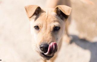 洋瓜狗狗可以吃嘛视频讲解,视频讲解带你了解狗狗饮食安全
