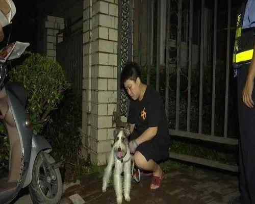 遛狗吃瓜现场视频在线观看