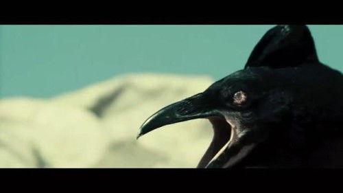 乌鸦吃瓜打架视频大全下载,趣味视频大全下载